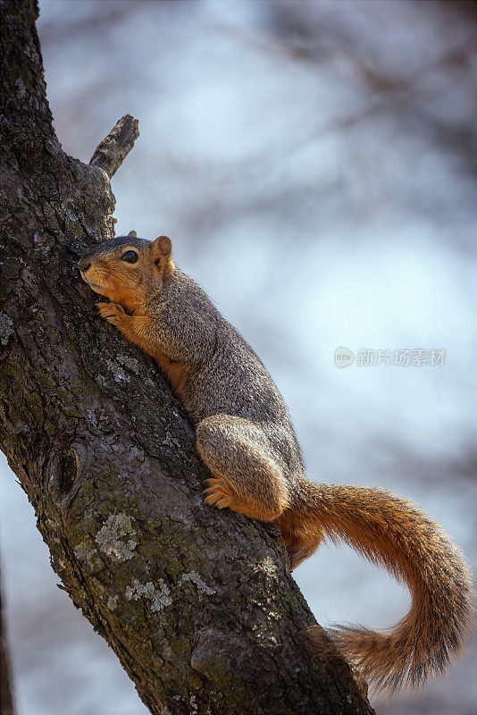 狐狸松鼠(Sciurus niger)